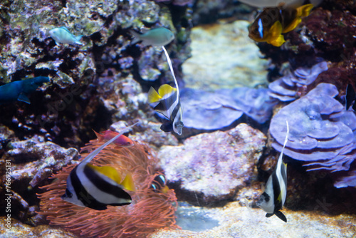 Fototapeta Naklejka Na Ścianę i Meble -  Milano, acquario, pesci,