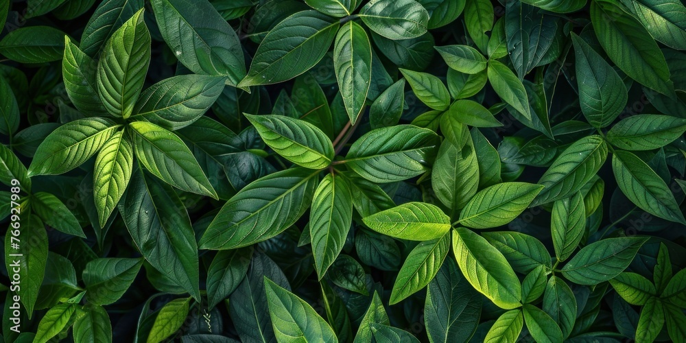 Verdant Leaves Organic Texture Close-up Verdant Leaves Organic Texture Close-up