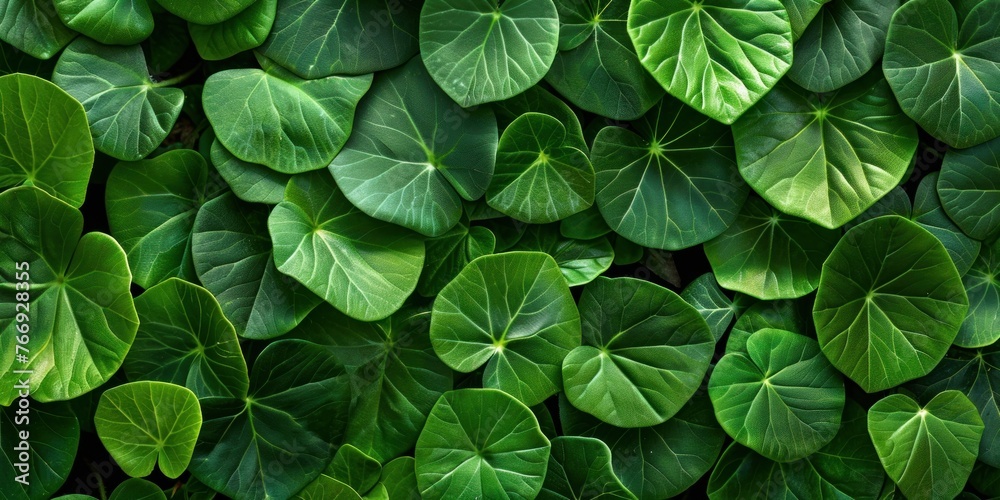 Lush Green Leaf Textured Surface Lush Green Leaf Textured Surface