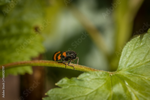 Nahaufnahme einer kleinen gemeine Blutzikade Käfer auf einem Stil einer grünen Pflanze im Garten, Deutschland