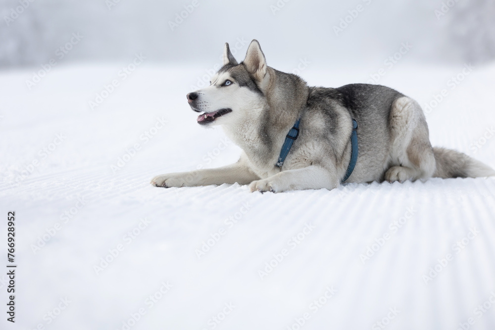 Husky dog lying in snow close-up
