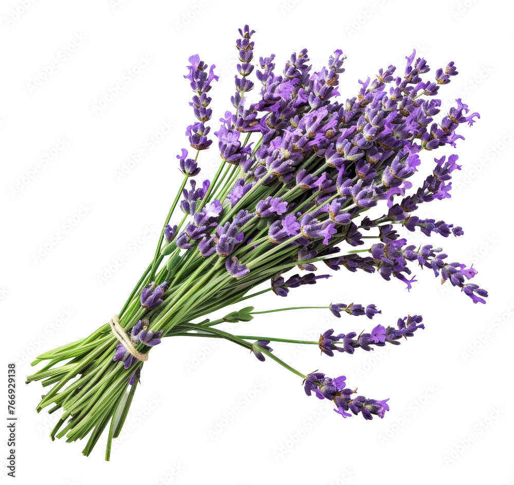 Fresh lavender bouquet with green stems, cut out - stock png. Fresh lavender bouquet with green stems, cut out - stock png.