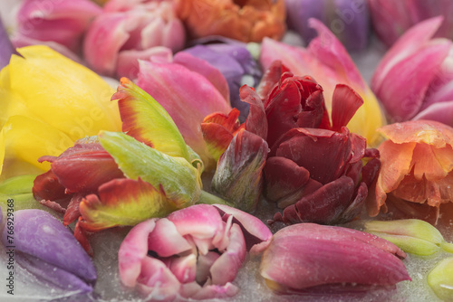 artistic still life with closeup of frozen colorful tulips in ice photo