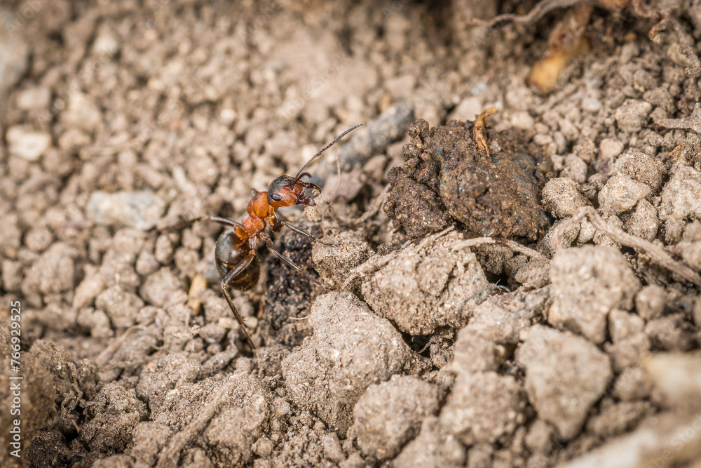 Close-up of a weakly bristled mountain forest ant crawling on the ground over soil and small stones, Germany Close-up of a weakly bristled mountain forest ant crawling on the ground over soil and small stones, Germany