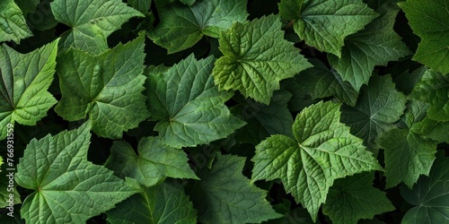 Natural Green Leaf Texture Close-Up