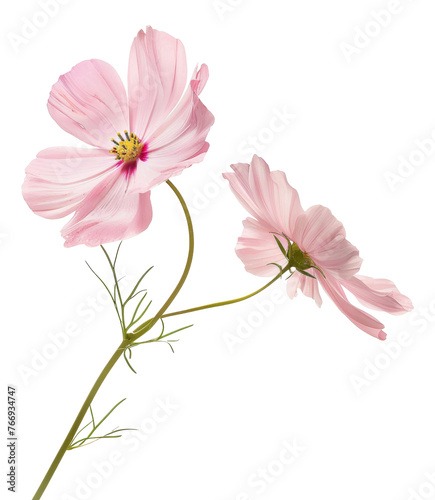 Two pink cosmos flowers with delicate petals  cut out - stock png.