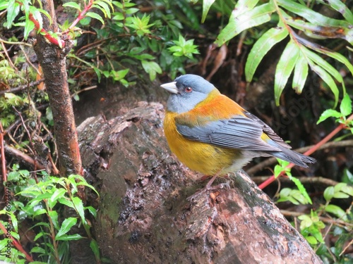 Oiseau sur une branche dans une forêt au Chili