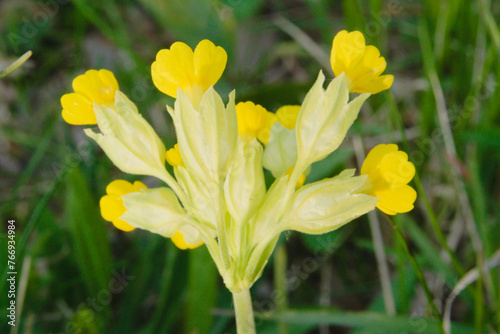 фотографія Primula veris commonly known as cowslip
