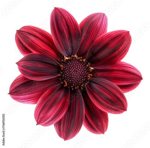 Fresh red gerbera daisy with water droplets on transparent background - stock png.