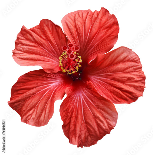 Dark red poppy flower with intricate details on transparent background - stock png.