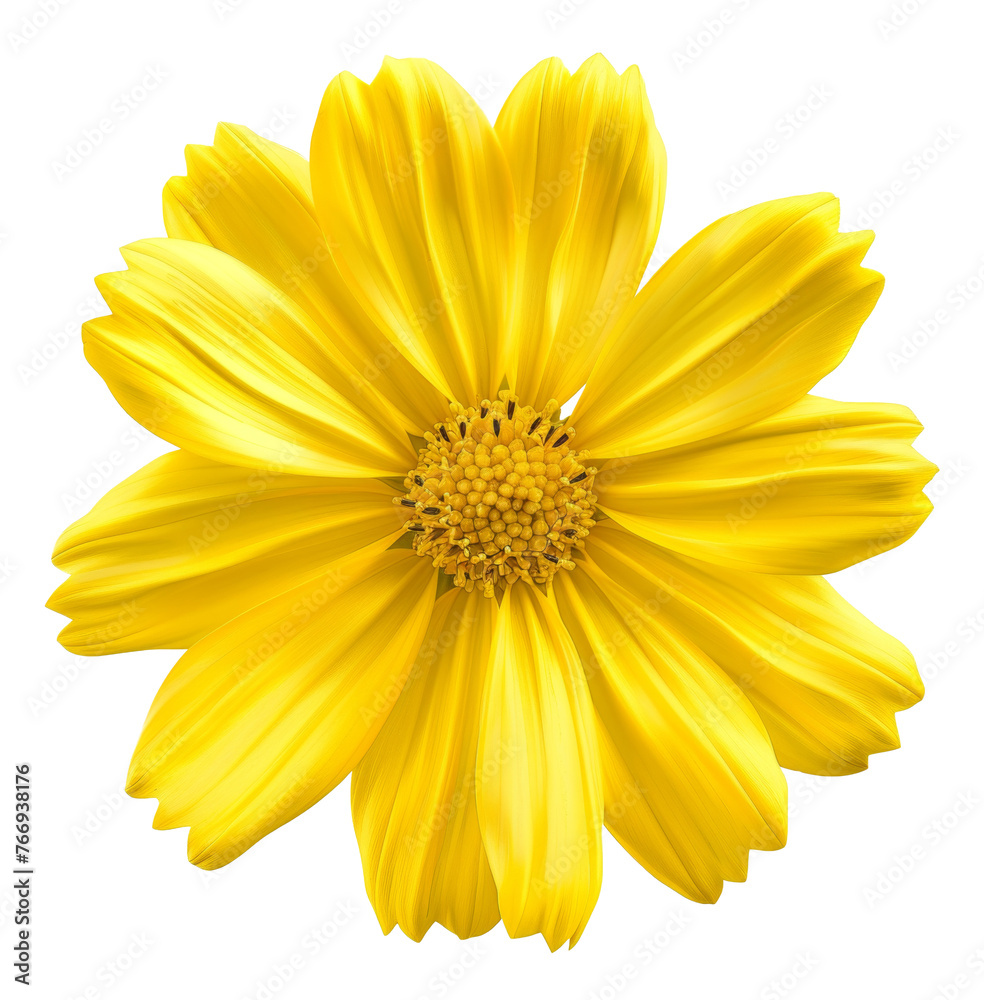 Vibrant yellow cosmos flower with delicate petals, cut out - stock png. Vibrant yellow cosmos flower with delicate petals, cut out - stock png.