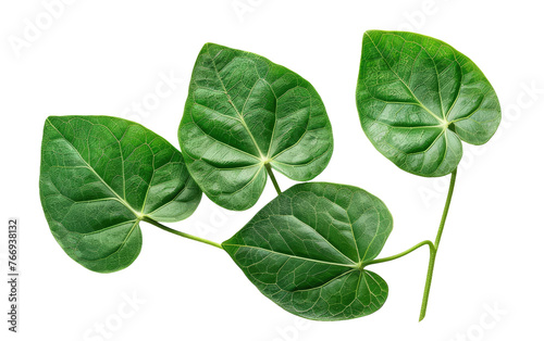 Cowa Leaves isolated on transparent Background