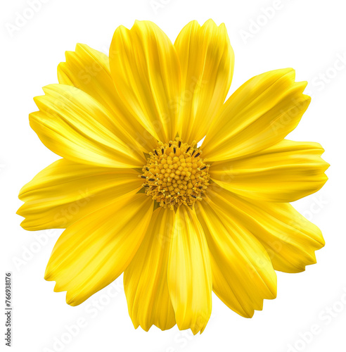 Vibrant yellow cosmos flower with delicate petals, cut out - stock png.