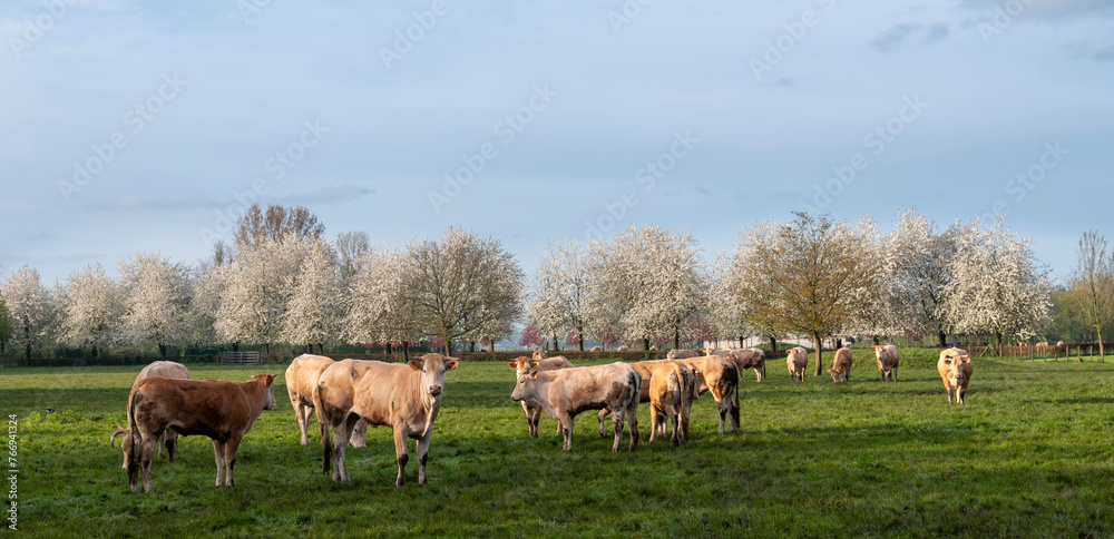 Obraz premium blonde d'aquitaine cows and calves in green grassy meadow near blossoming trees in spring