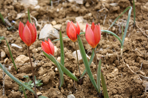 tulip growing on its own in nature