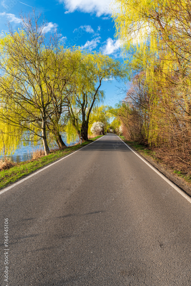 Road with fresh springtime trees and pond during early springtime