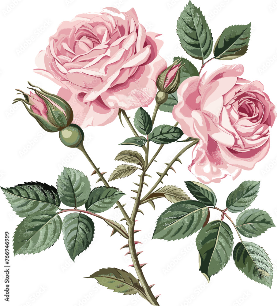 Rose Vector Floral Flower Illustrations