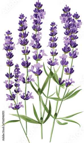 Lavender Vector Floral Fusion Captivating Flower Illustrations