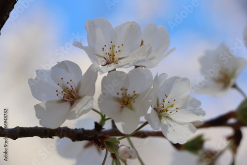 Blossom clique on a branch