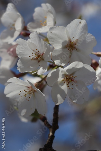 Blossom close up, March 2024