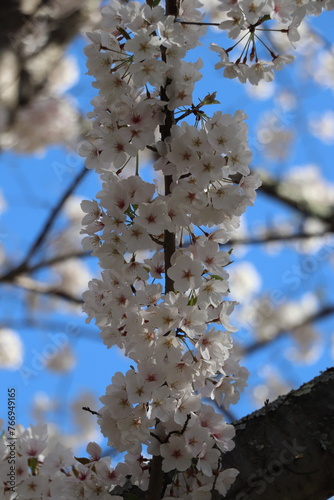 Blossoms on a branch, March 2024