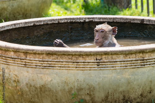 Long-tailed monkey of Phrarang Sam Yot Play in the water to cool off during the daytime during the hot weather in Thailand.