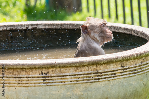 Long-tailed monkey of Phrarang Sam Yot Play in the water to cool off during the daytime during the hot weather in Thailand.