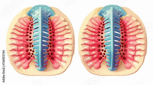 Rendering human intervertebral discs - back view Flat