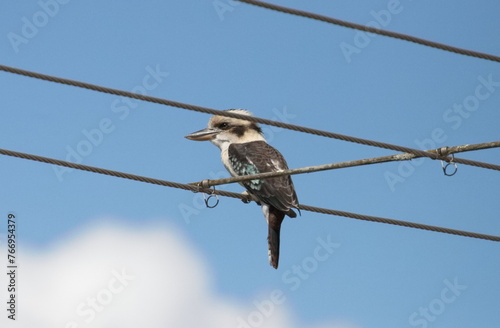 Close-up of a Kookaburra in Castlemaine, Victoria, Australia