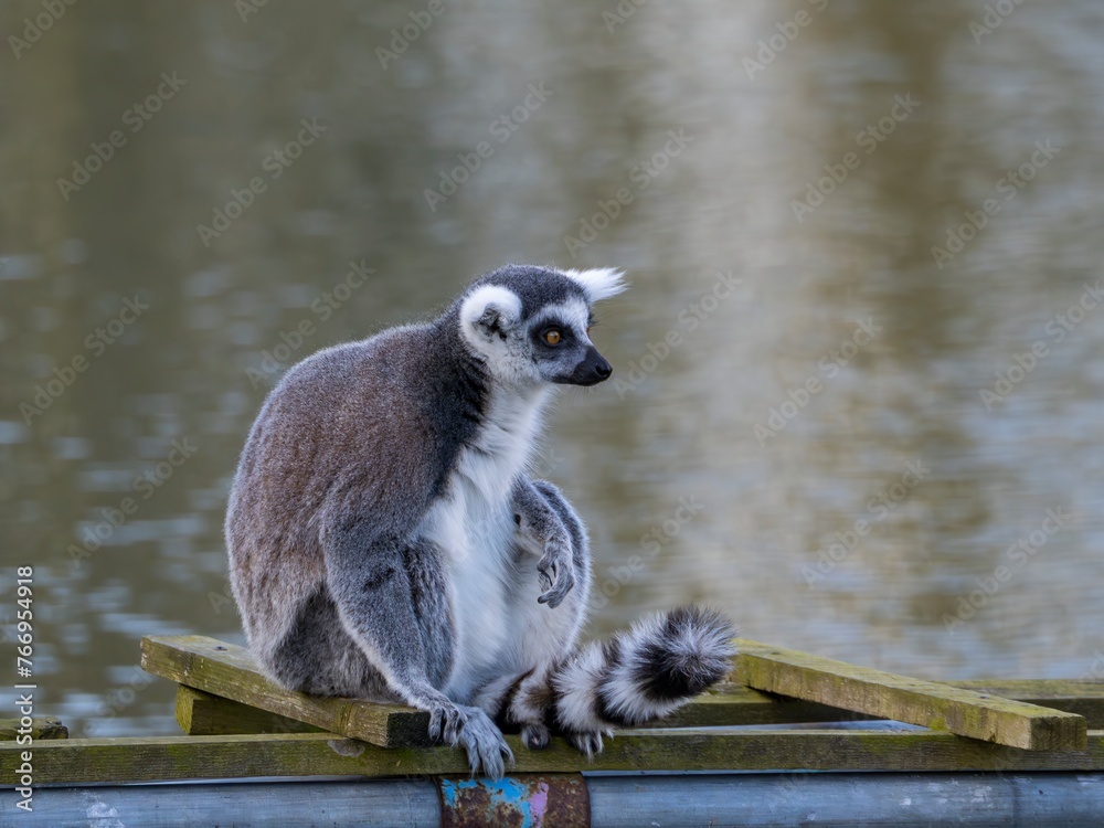 Fototapeta premium Famous Madagascar Maki lemur, Ring tailed lemur. Wildlife photography. Flowing river background. Black and white color with orange eyes