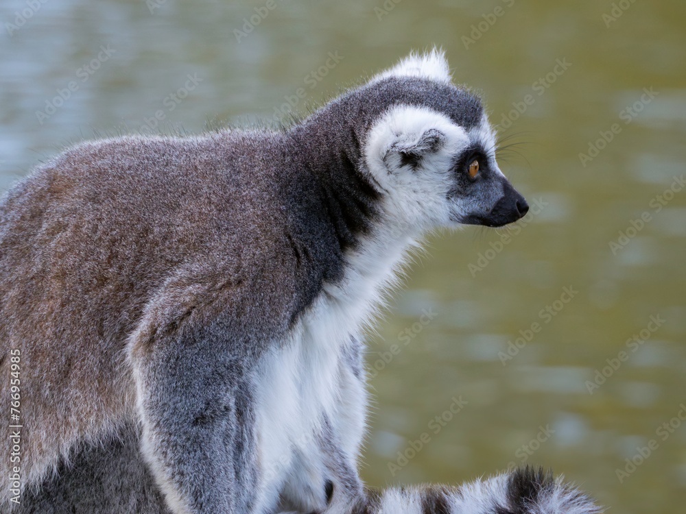 Obraz premium Famous Madagascar Maki lemur, Ring tailed lemur. Wildlife photography. Flowing river background. Black and white color with orange eyes