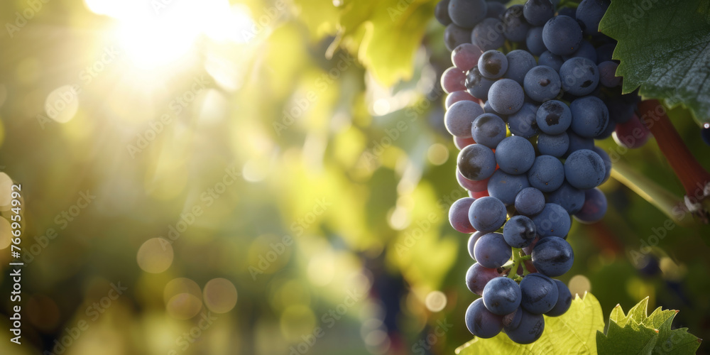 Fototapeta premium Morning sunlight bathes a cluster of blue grapes in a vineyard, highlighting the dewy freshness of the fruit
