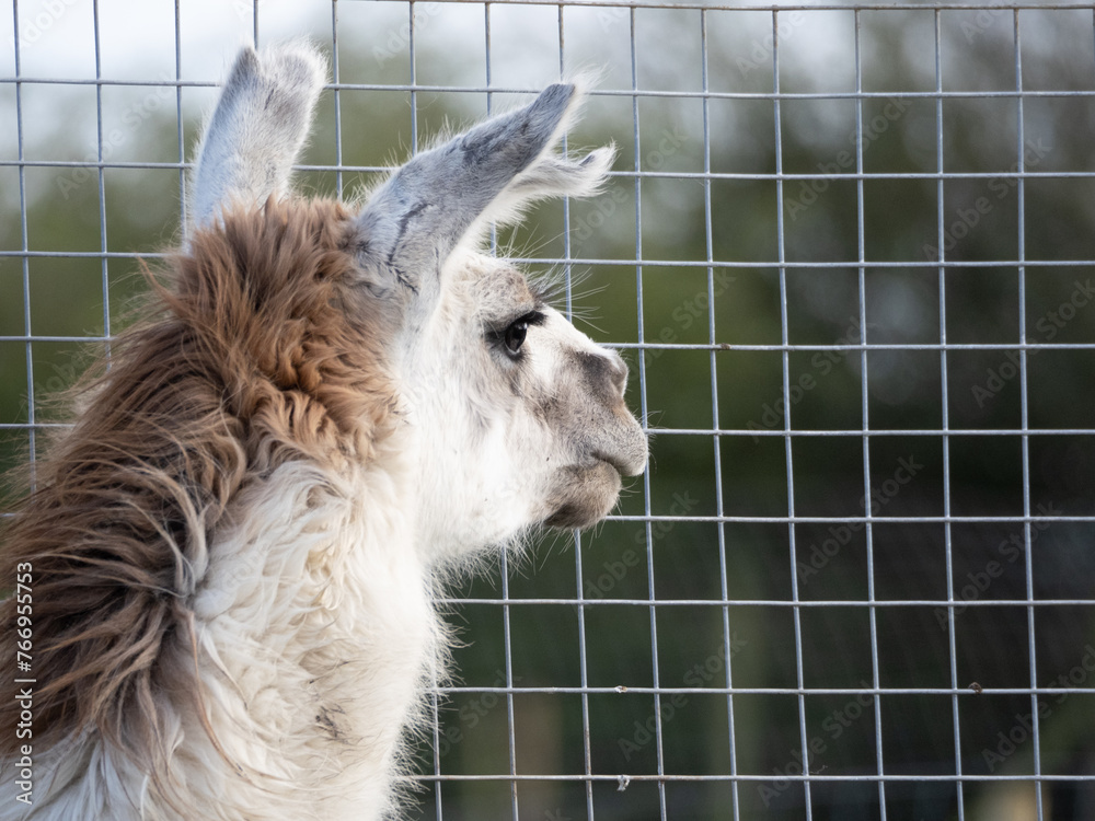 Fototapeta premium Wild Llama Facing Camera. Beautiful animal llama, white, close-up. Head of an older female animal.