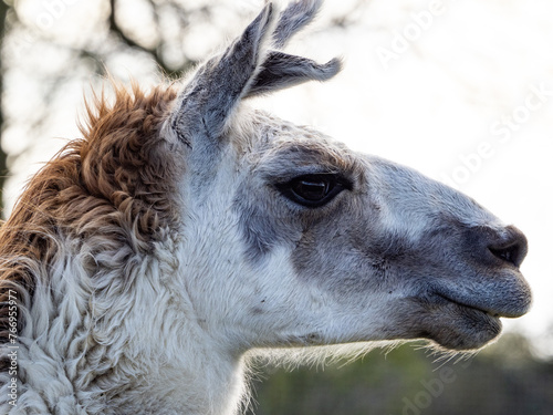Wild Llama Facing Camera. Beautiful animal llama, white, close-up. Head of an older female animal. © MD Media