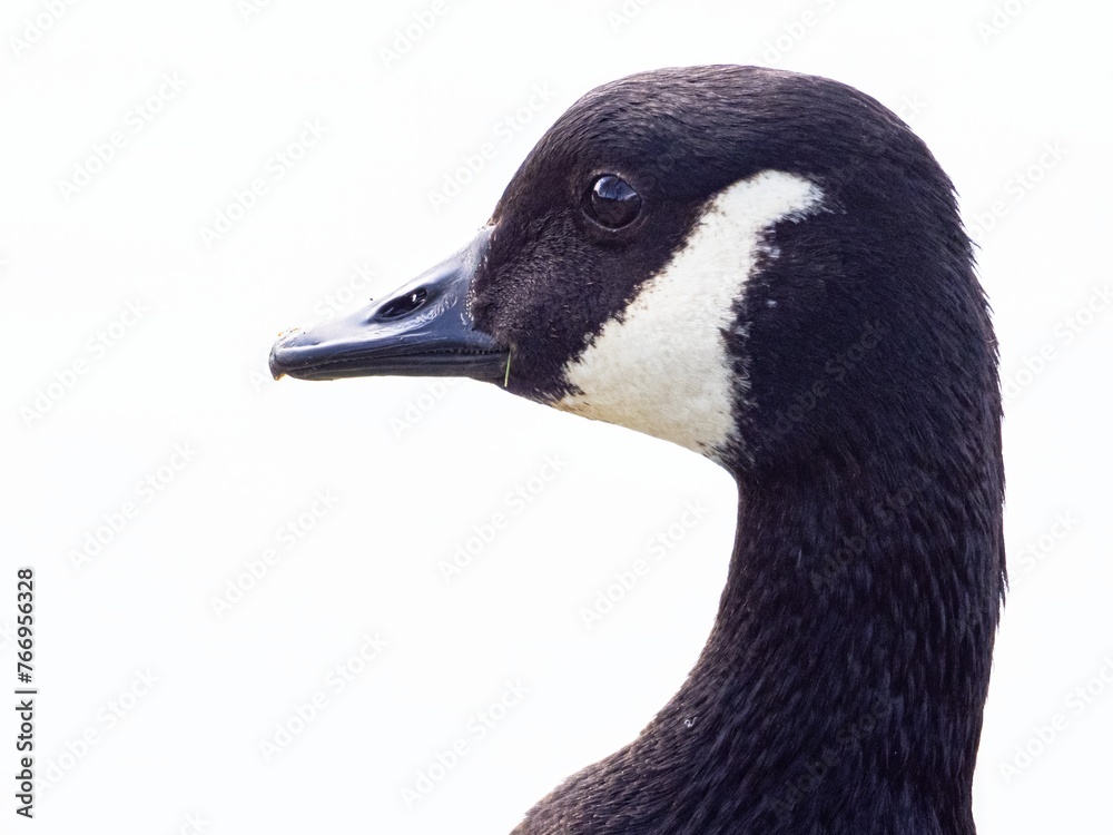 Close-Up of a Canada Goose. head isolated on white background ( Branta Canadensis ) Close-Up of a Canada Goose. head isolated on white background ( Branta Canadensis )