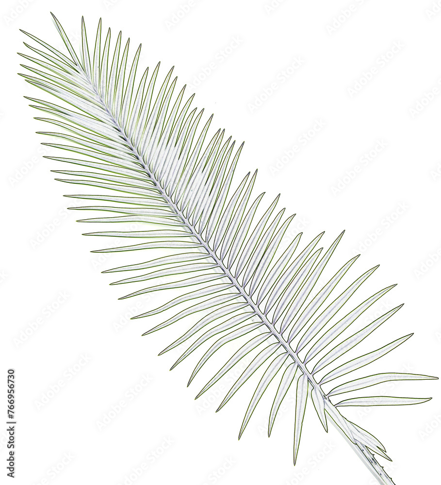 Palme de sagoutier 