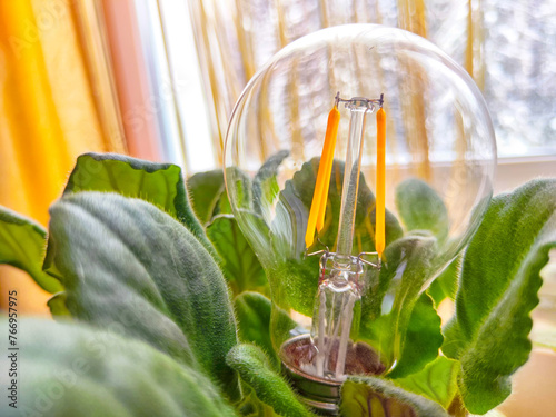 A transparent glass lamp in a green violet plant like a flower. The end of the environmental friendliness of energy-saving LED lamps photo