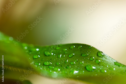 Dew drops on a large green leaf and blurred background
