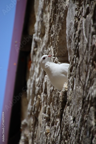 blosom collours photo