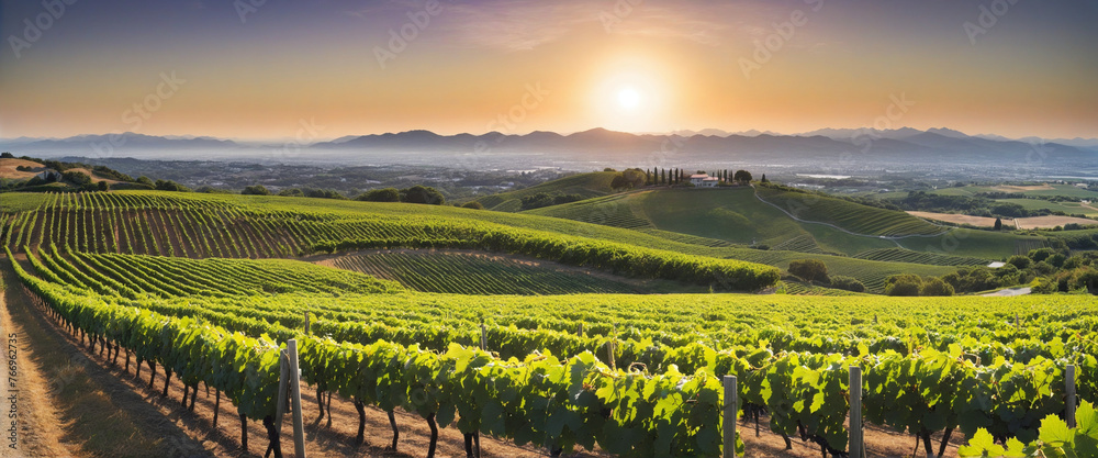 Black grape on vineyards background, winery at sunset, panoramic view banner colorful background