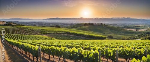 Black grape on vineyards background  winery at sunset  panoramic view banner colorful background