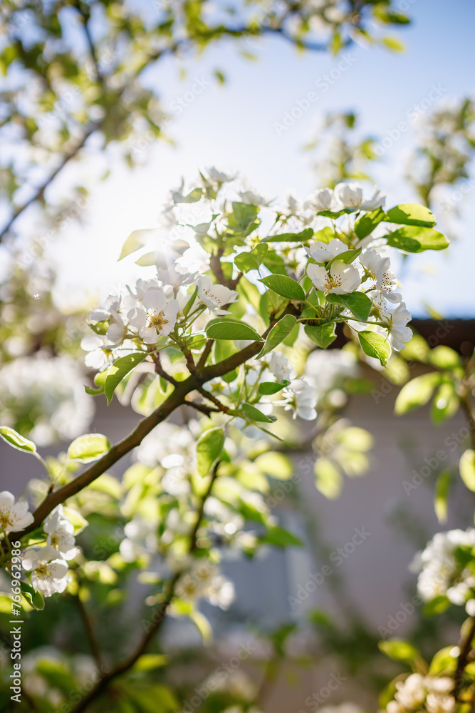 Fototapeta premium Beautiful white cherry blossoms blooming on a tree. Concept: nature’s awakening in spring