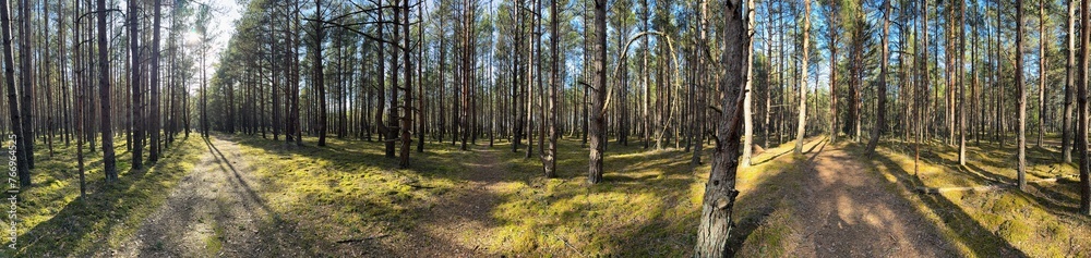 Fototapeta premium forest