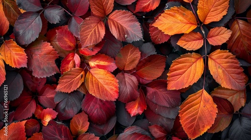 Fiery orange and red leaves signaling autumns arrival
