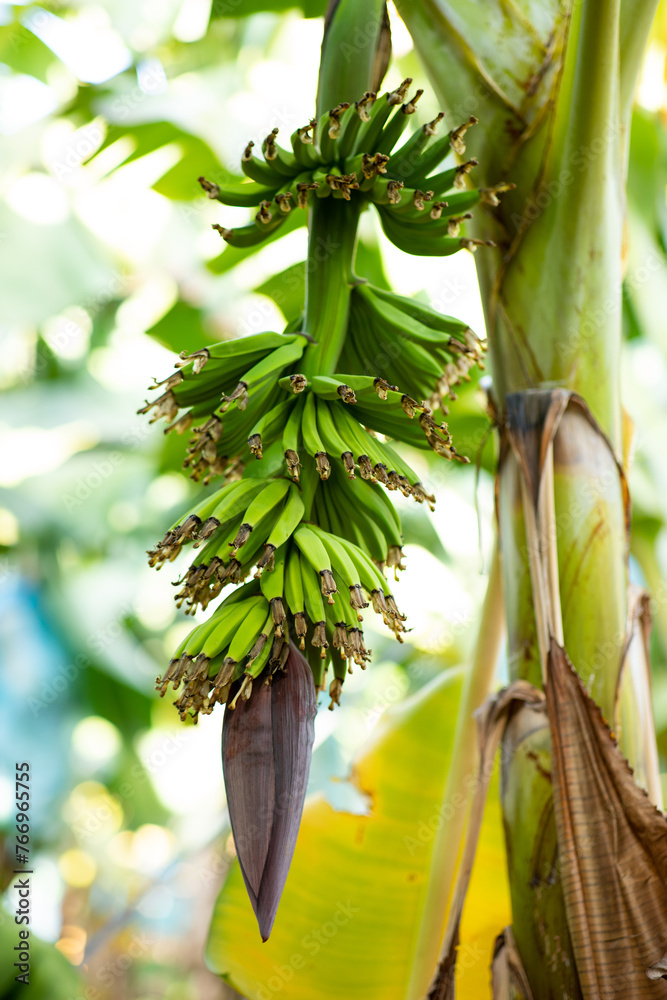Obraz premium Green bananas growing on trees. Green tropical banana fruits close-up on banana plantation, Cambodia.