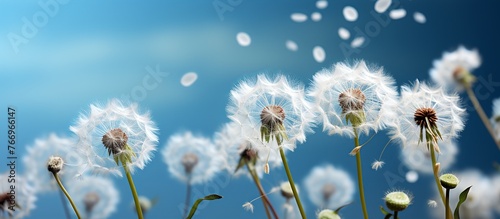 flying dandelion seeds on a blue background photo