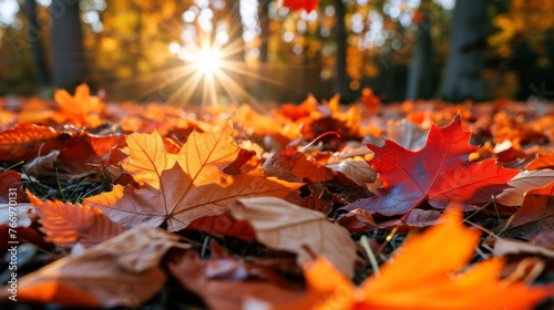 Autumn Brilliance Against Sunlight