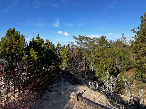 forest in the mountains