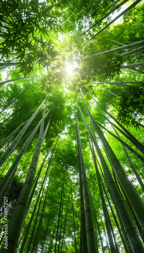 Sunshine filters through the bamboo forest, creating beautiful tints and shades