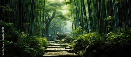 Bamboo forest